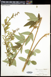 Desmodium canadense image