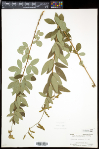 Desmodium canadense image