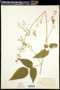 Desmodium cuspidatum image