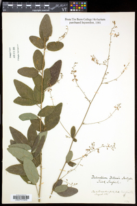 Desmodium perplexum image