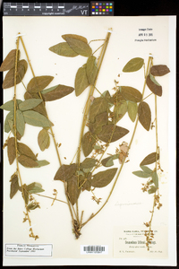 Desmodium perplexum image