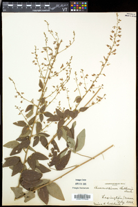 Desmodium perplexum image