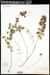 Desmodium marilandicum image