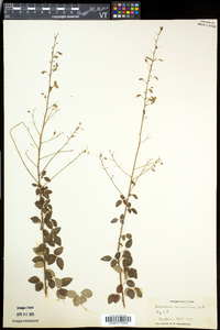 Desmodium marilandicum image