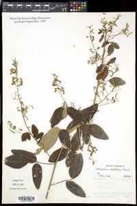 Desmodium perplexum image