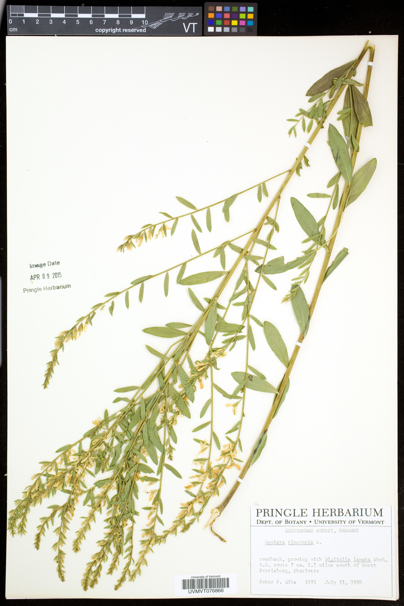 Genista tinctoria image