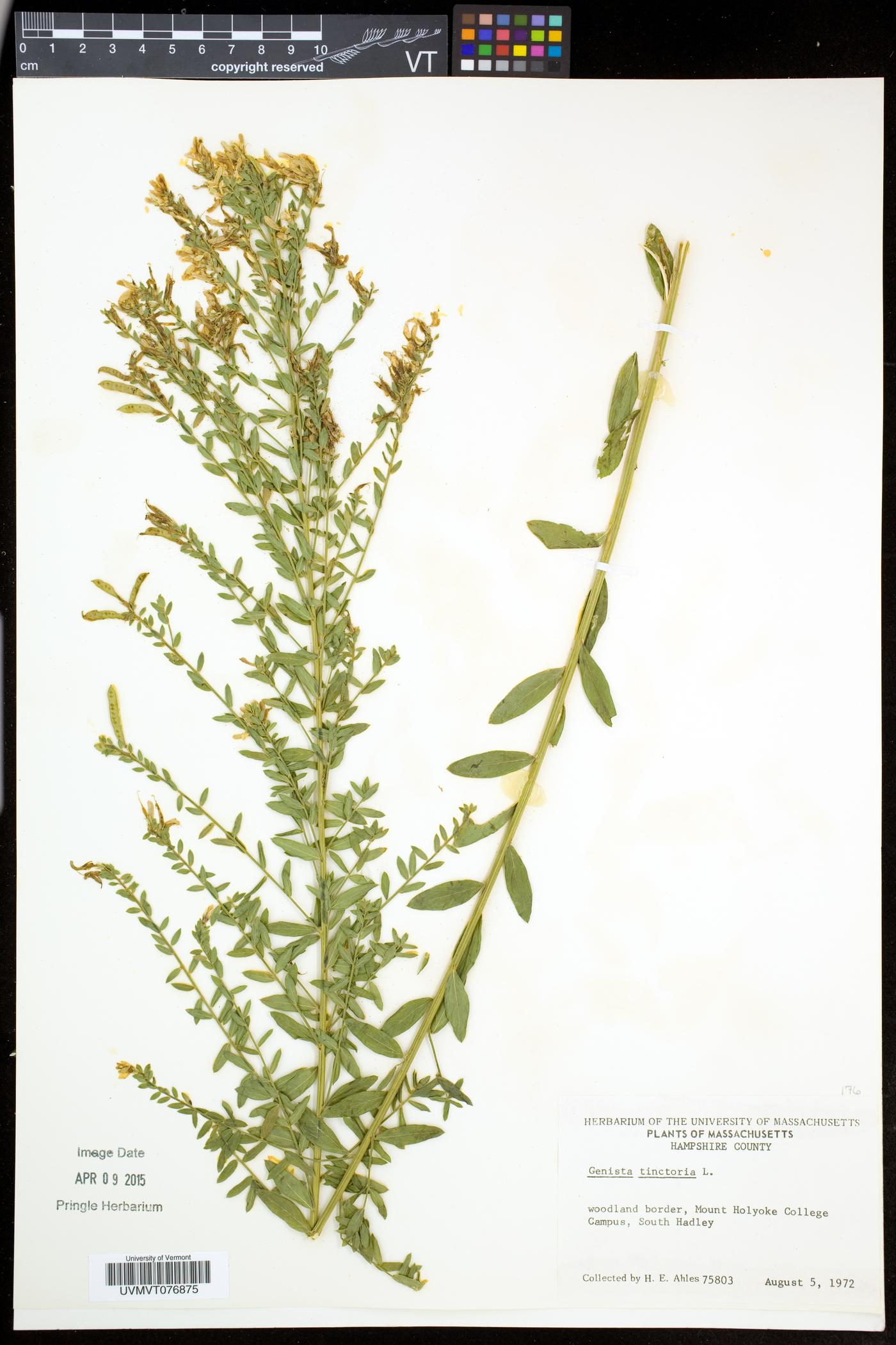 Genista tinctoria image