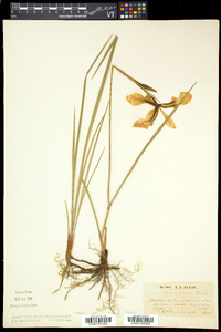 Iris prismatica image