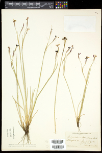 Sisyrinchium atlanticum image