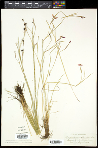 Sisyrinchium atlanticum image