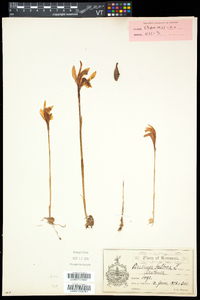 Arethusa bulbosa image