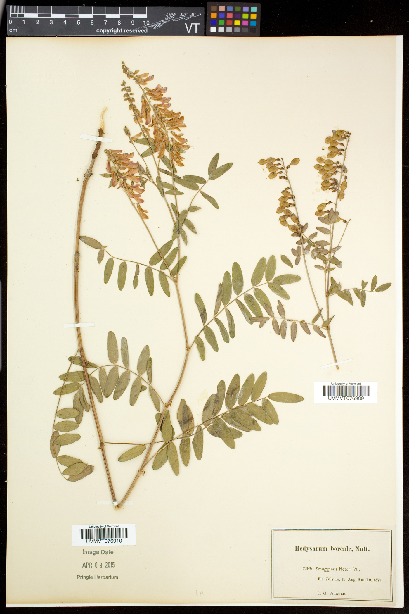 Hedysarum alpinum subsp. americanum image