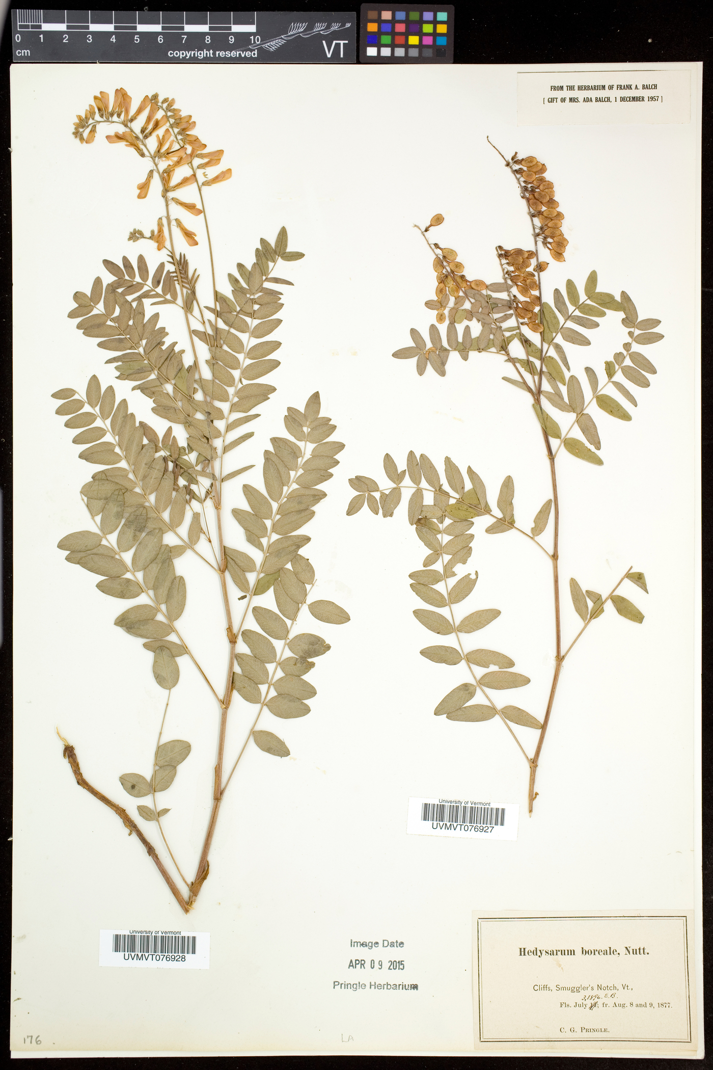 Hedysarum alpinum subsp. americanum image