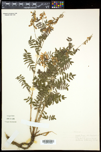 Hedysarum alpinum subsp. americanum image