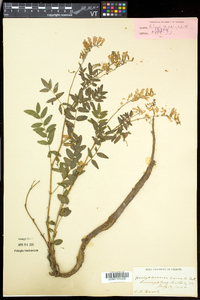 Hedysarum alpinum subsp. americanum image