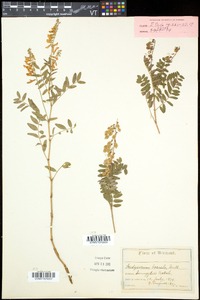 Hedysarum alpinum image