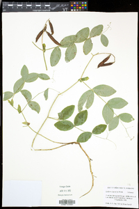 Lathyrus japonicus image