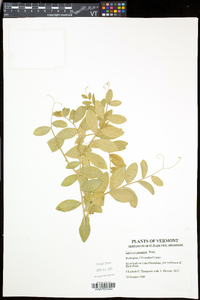 Lathyrus japonicus var. maritimus image