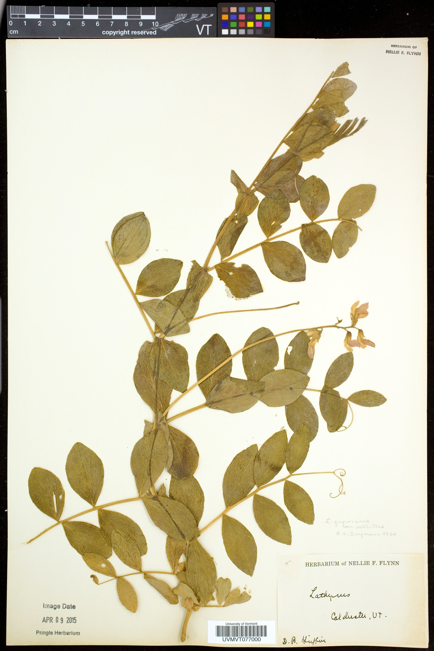 Lathyrus japonicus var. maritimus image
