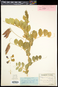 Lathyrus japonicus var. maritimus image