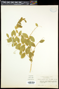 Lathyrus japonicus var. maritimus image