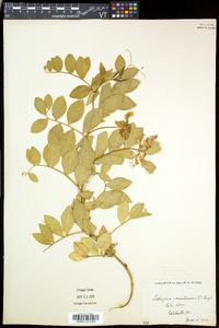 Lathyrus japonicus var. maritimus image