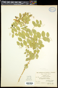 Lathyrus japonicus image