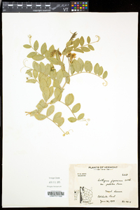 Lathyrus japonicus var. maritimus image