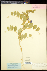 Lathyrus japonicus image