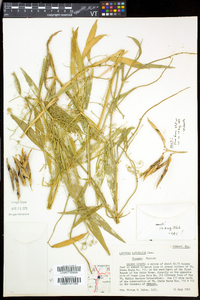 Lathyrus latifolius image