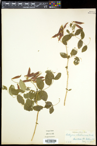 Lathyrus ochroleucus image