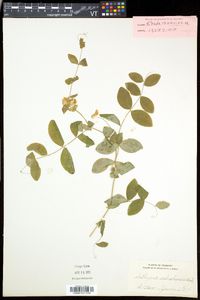 Lathyrus ochroleucus image