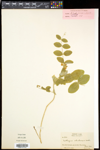 Lathyrus ochroleucus image