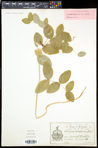 Lathyrus ochroleucus image