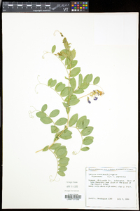 Lathyrus japonicus var. maritimus image