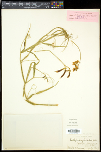 Lathyrus sylvestris image