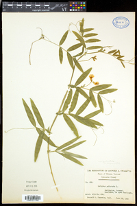 Lathyrus palustris image