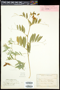 Lathyrus palustris image