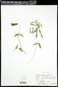 Lathyrus palustris image