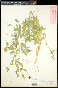 Lathyrus tuberosus image