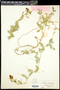 Lathyrus tuberosus image