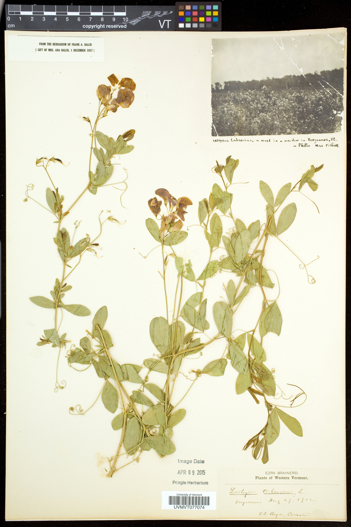 Lathyrus tuberosus image