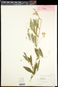 Lathyrus palustris image