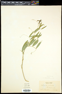 Lathyrus palustris image