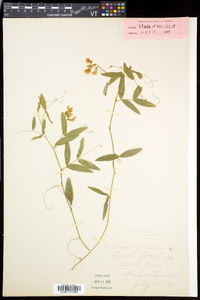 Lathyrus palustris image