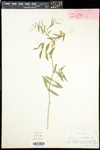 Lathyrus palustris image