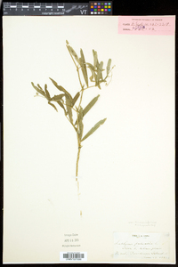 Lathyrus palustris image