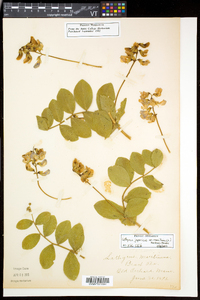 Lathyrus japonicus var. maritimus image