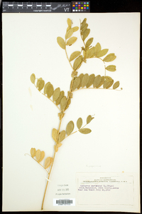 Lathyrus japonicus var. maritimus image