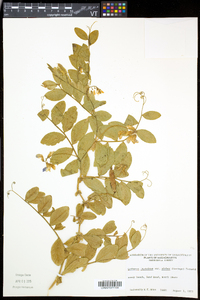 Lathyrus japonicus var. maritimus image